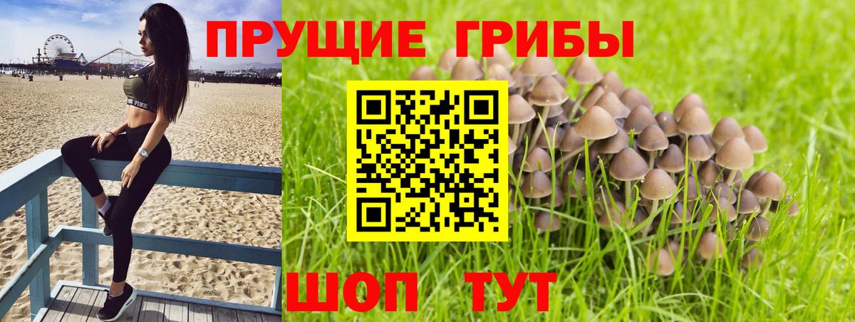 Галлюциногенные грибы Psilocybine cubensis Саранск