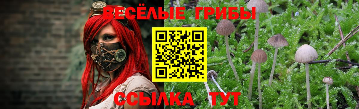 Галлюциногенные грибы Psilocybe  Саранск  Псилоцибиновые грибы мицелий 